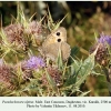 pseudochazara alpina daghestan kurakh male 1